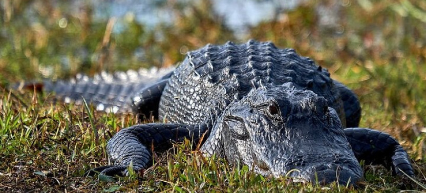 Little Havana Walking Tour + 1 Hour Everglades Airboat Ride