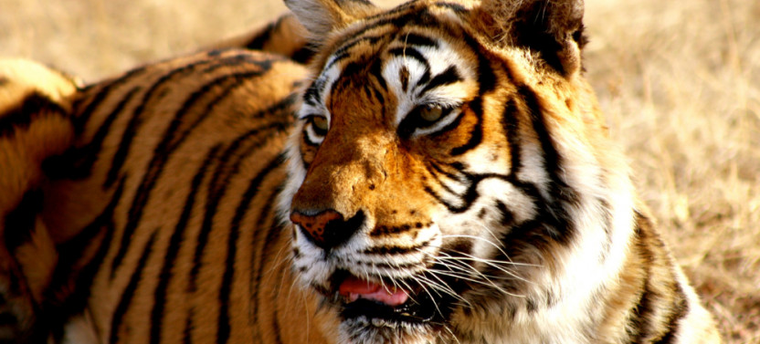4 Day Golden Triangle Tour with Ranthambore Tiger Safari India