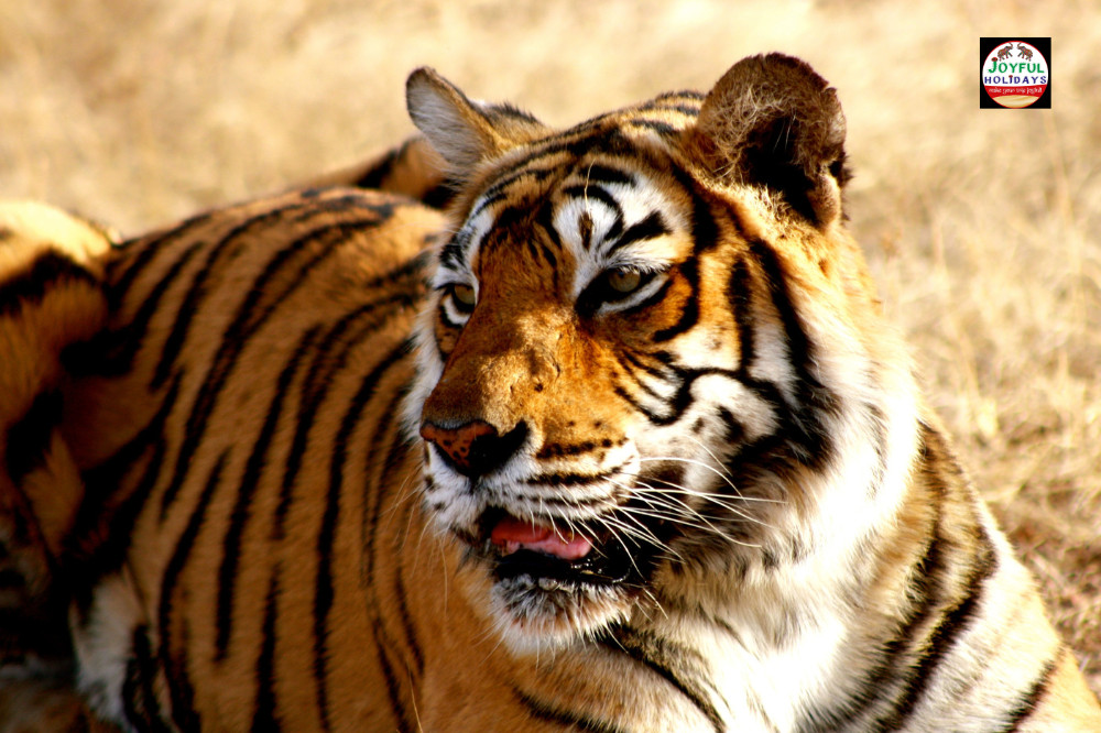 4 Day Private Golden Triangle Tour with Ranthambore Tiger Safari