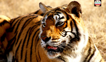 A picture of 4 Day Private Golden Triangle Tour with Ranthambore Tiger Safari