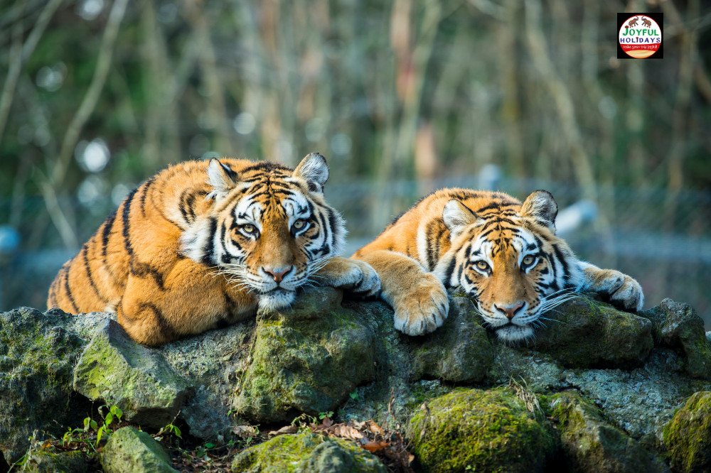 7 Day Golden Triangle Tour with Jim Corbett National Park
