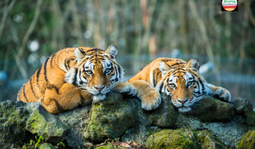 A picture of 7 Day Golden Triangle Tour with Ranthambore Tiger Safari