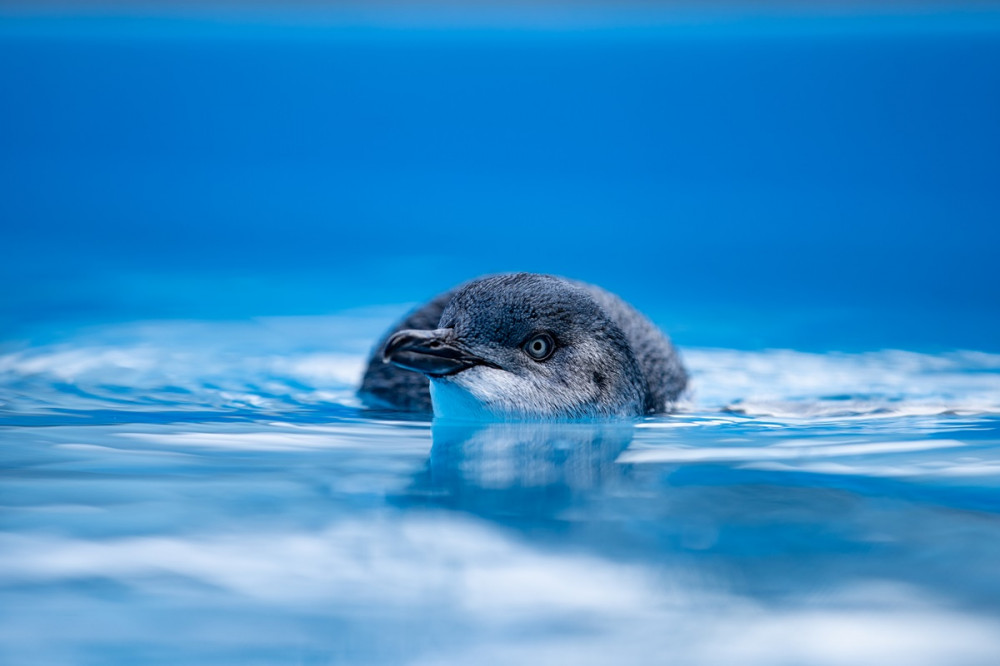 Phillip Island Wildlife and Brighton Beach Boxes Bus Tour