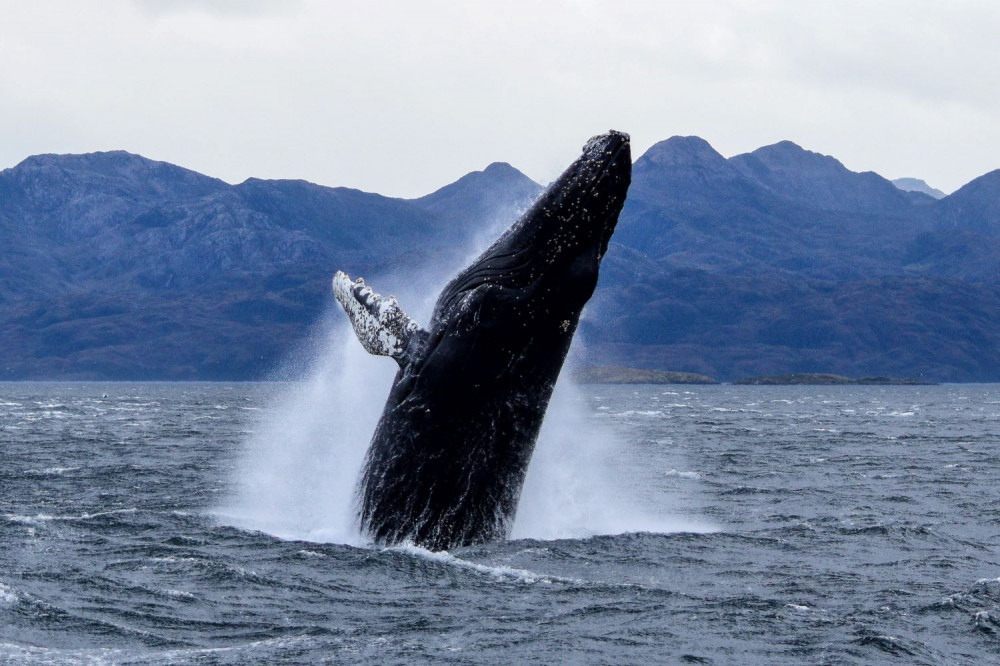 Whales Watching Tour From Punta Arenas