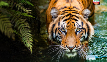 A picture of 7 Day Golden Triangle Tour with Bharatpur Birds and Ranthambore Tigers