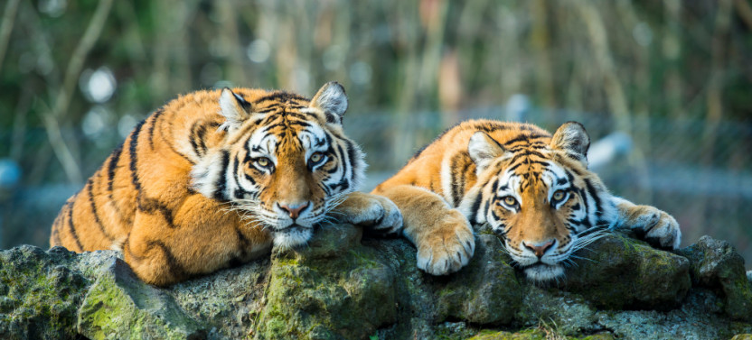 8 Day Golden Triangle Tour with Bharatpur Birds and Ranthambore Tigers