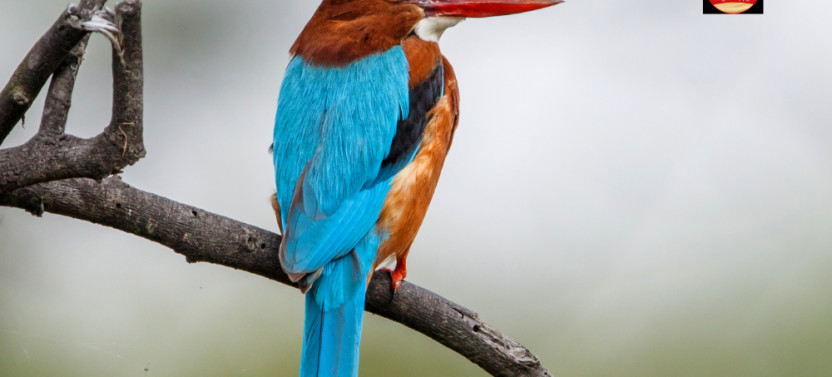 8 Day Golden Triangle Tour with Bharatpur Birds and Ranthambore Tigers
