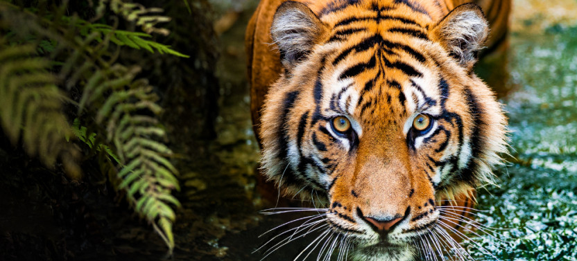 8 Day Golden Triangle Tour with Bharatpur Birds and Ranthambore Tigers