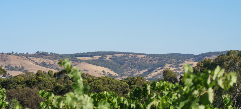 Choose Your Own Adventure -A Barossa Day Tour
