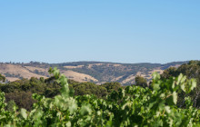 Barossa Bespoke Tours2