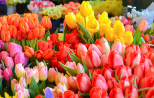 See Sight Tours - Canada151