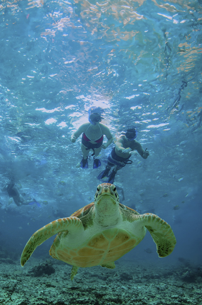 Cenote, Turtles & Beach Club