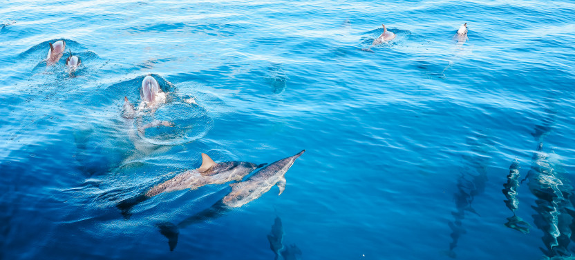 Kealakekua Bay Dolphin Watch & Snorkel