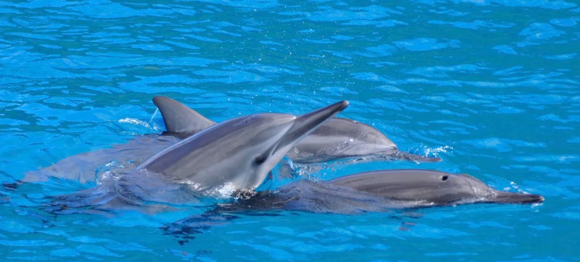 Kealakekua Bay Dolphin Watch & Snorkel