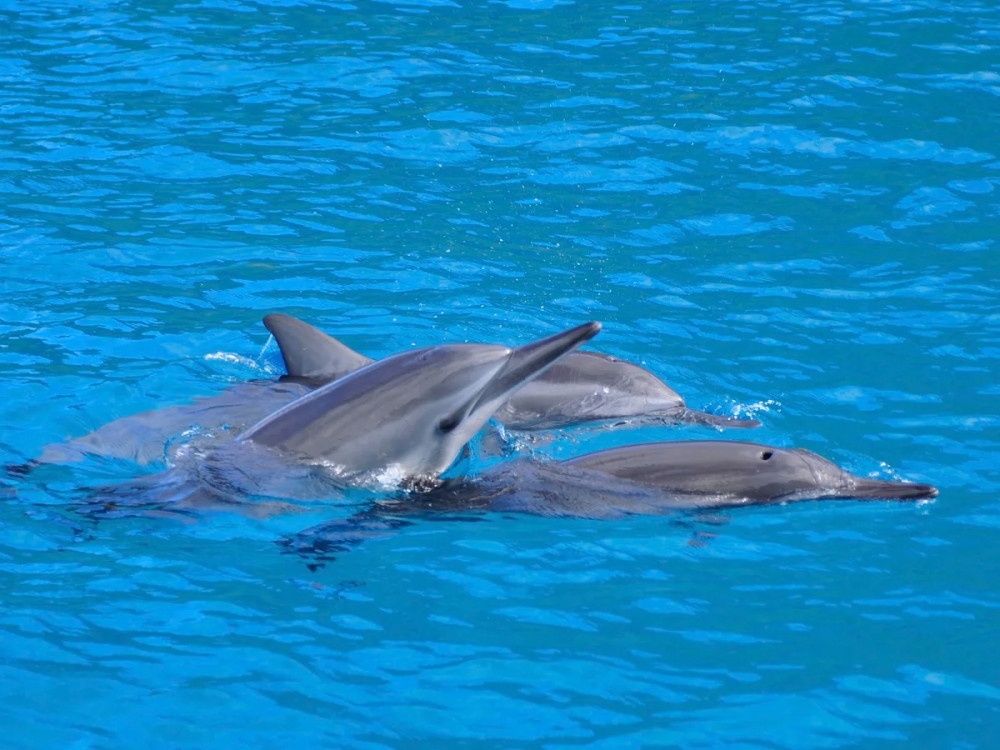 Kealakekua Bay Dolphin Watch & Snorkel