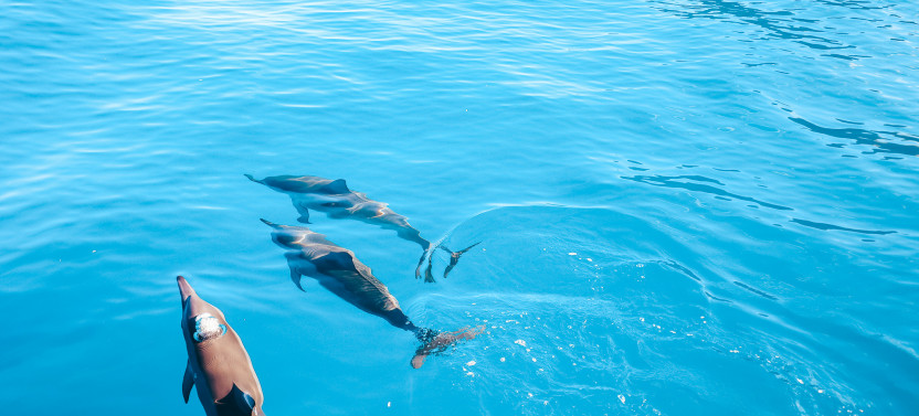Kealakekua Bay Dolphin Watch & Snorkel