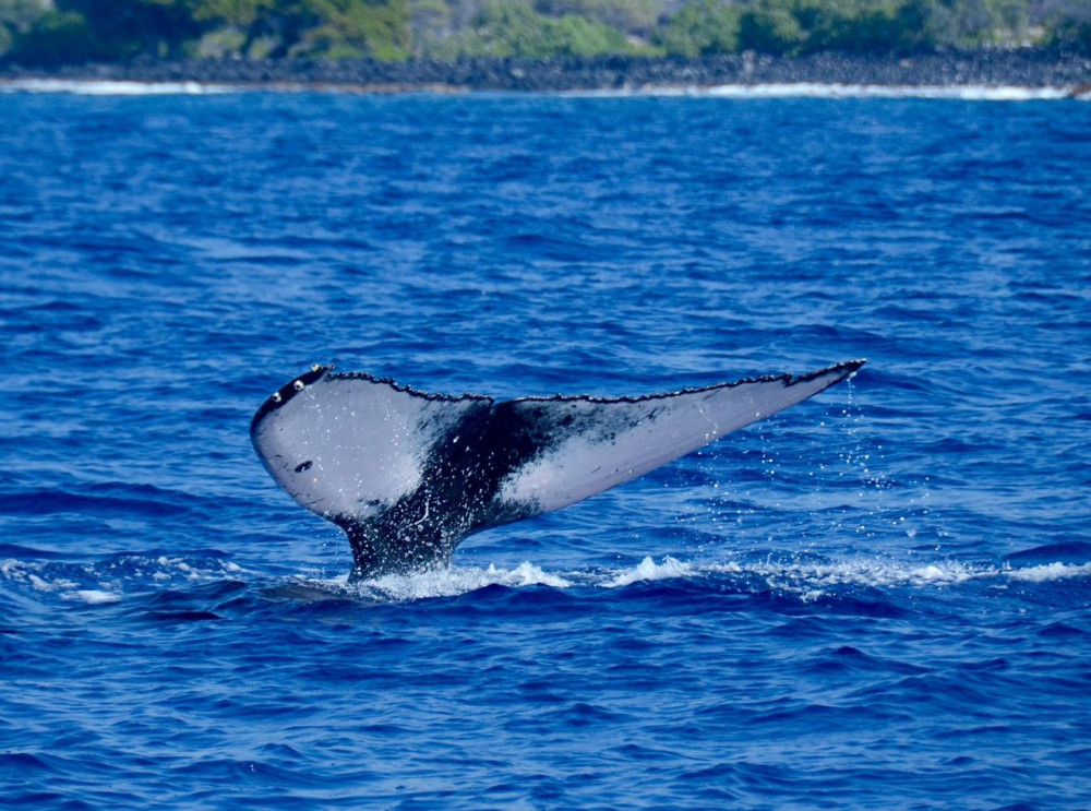 Iruka Hawaii Dolphin - Kona