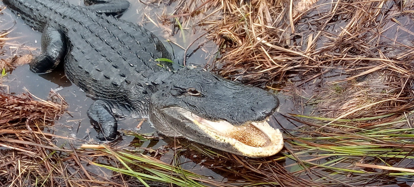 Full Day: Dry Hike & Everglades Adventure by an Experienced Naturalist