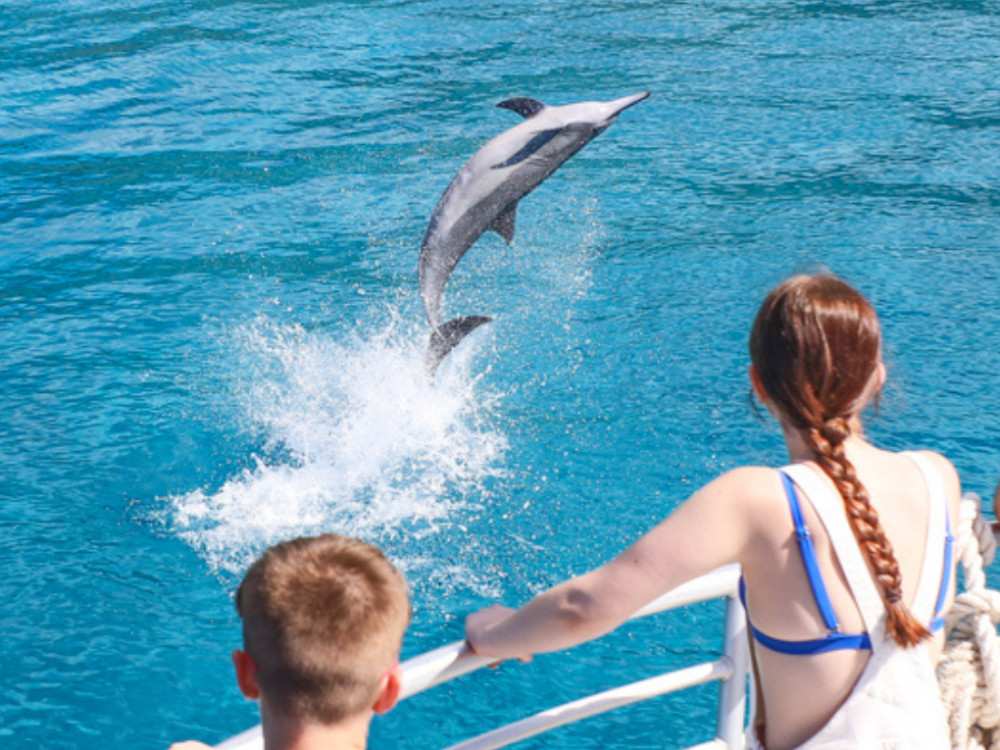 Oahu Dolphin Watch with Turtle Snorkel: Ocean Activties with Lunch Included