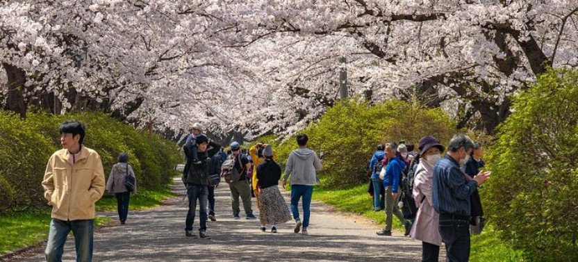 Private Hiroshima Cherry Blossom And Sakura Experience