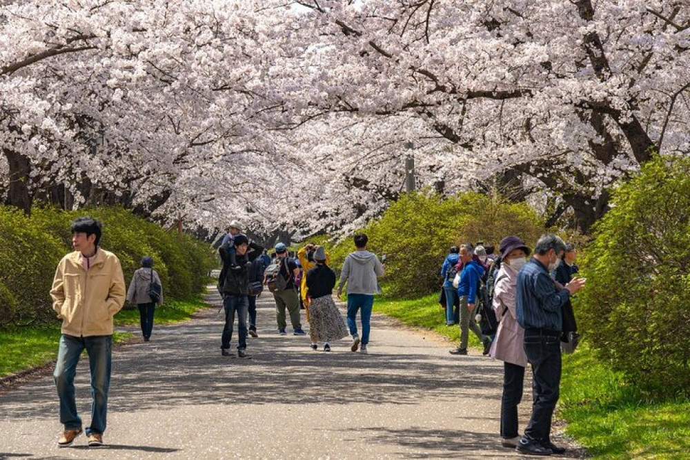 Private Hiroshima Cherry Blossom And Sakura Experience