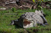 Greenway Nature Tours527