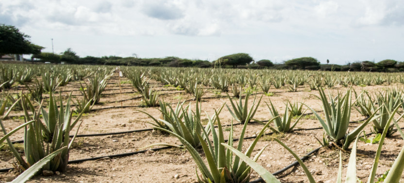 Aruba’s Finest Island Tour