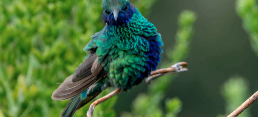 Antisana Reserve Expedition: Birds & Breathtaking Landscapes