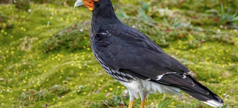 Antisana Reserve Expedition: Birds & Breathtaking Landscapes