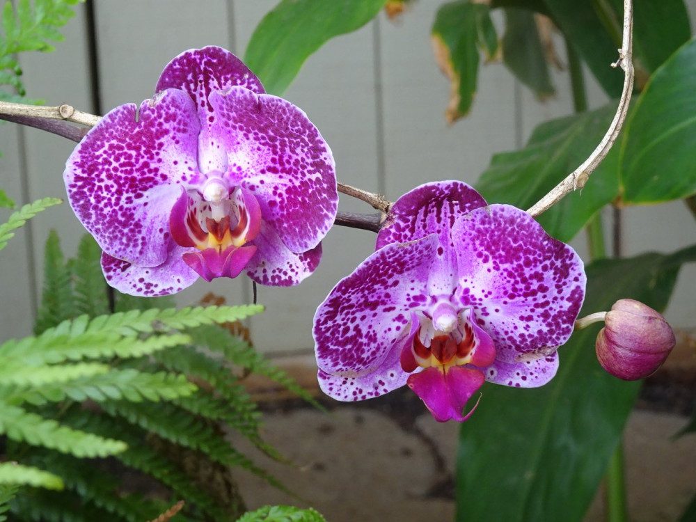 Polynesian Adventure