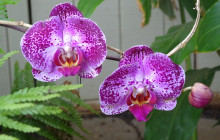 Polynesian Adventure11