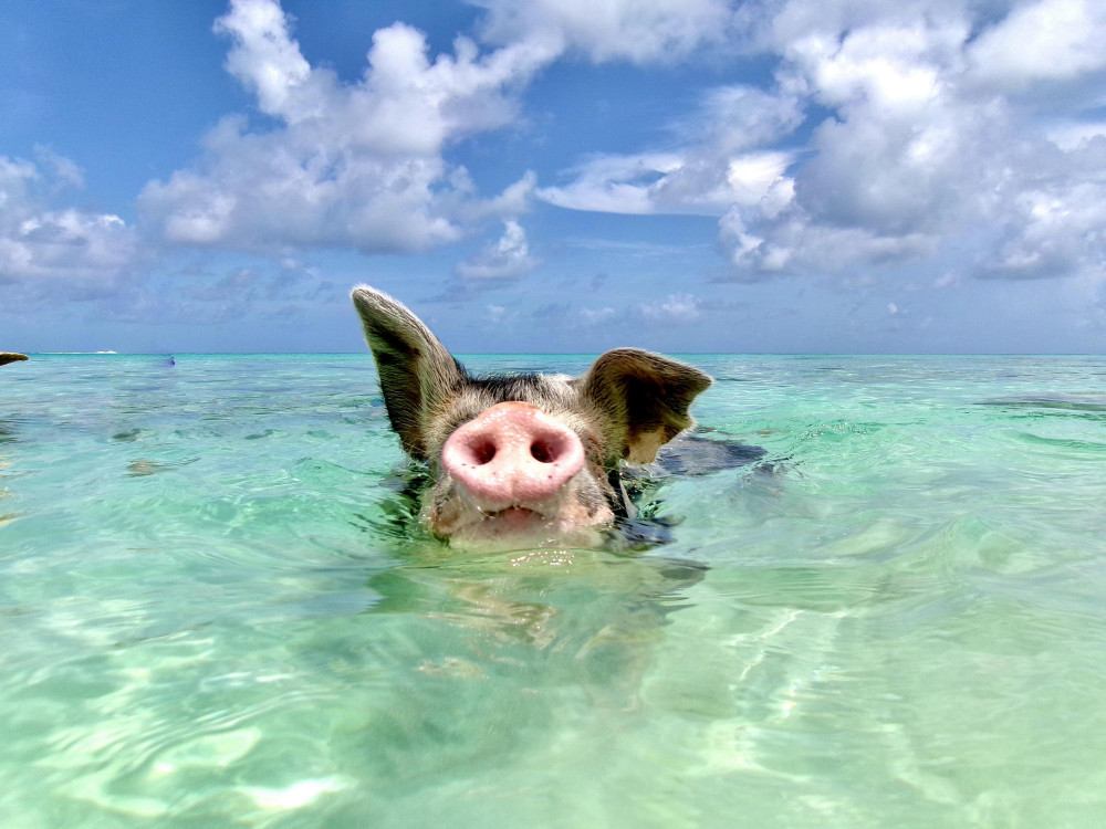 Swimming Pigs Encounter - Pigs Can’t Fly, But They Do Swim!