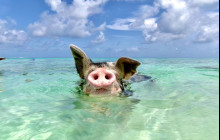 Paradise Keepsakes Ltd. T/A Da Pig Beach1