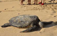 Hawaii Turtle Tours7