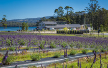 Bruny Island Safaris15