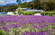 Bruny Island Safaris8