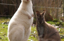 Bruny Island Safaris8