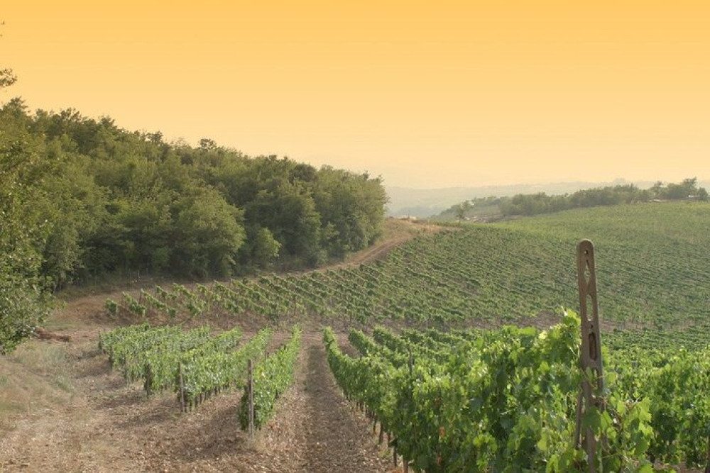 Private Exclusive Chianti Tour with Luxury Wineries and Lunch