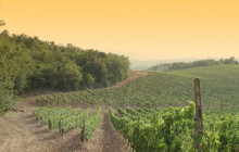 Tours of Tuscany1