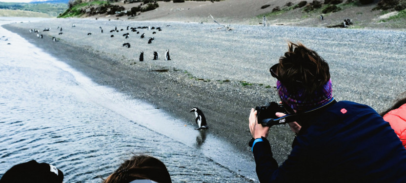 Gable Island and Penguin Colony with Canoeing