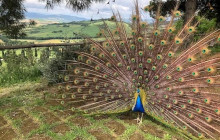 Tours of Tuscany15