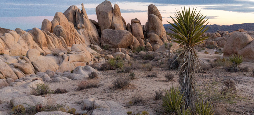 Joshua Tree National Park Self-Driving Audio Tour