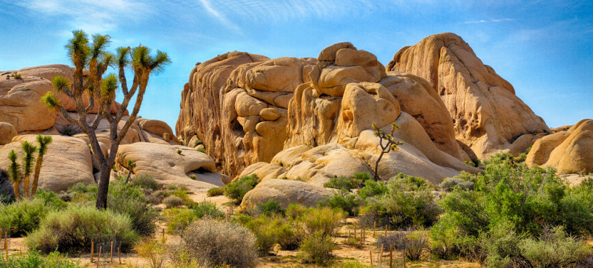 Joshua Tree National Park Self-Driving Audio Tour