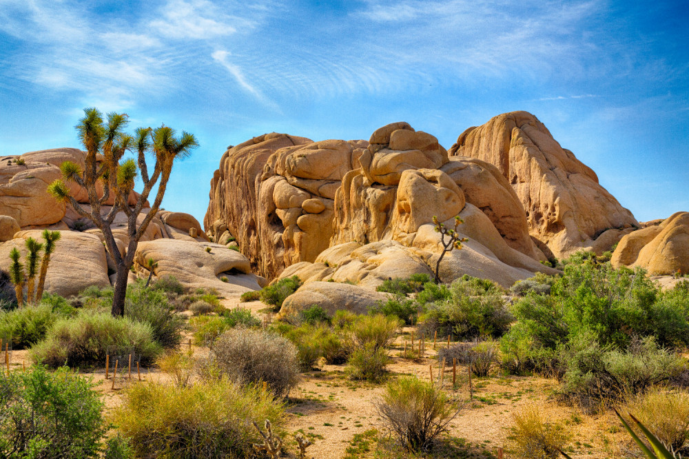 Joshua Tree National Park Self-Driving Audio Tour