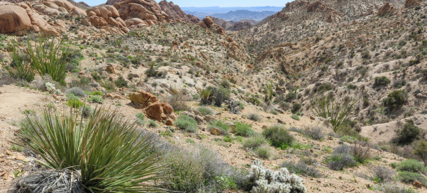 Joshua Tree National Park Self-Driving Audio Tour