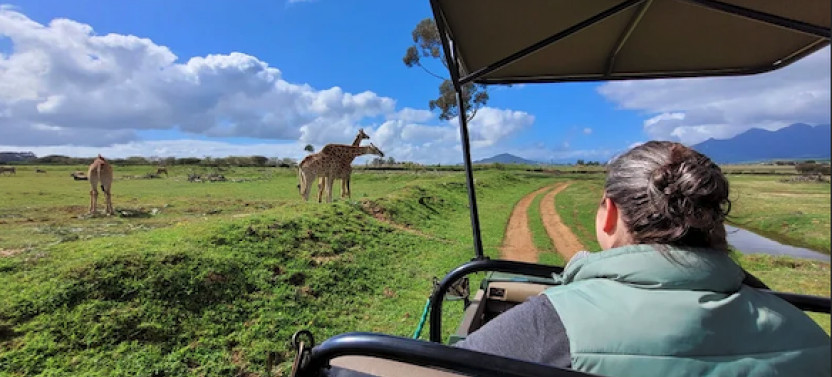 Cape Town Safari & Stellenbosch Wine Tour