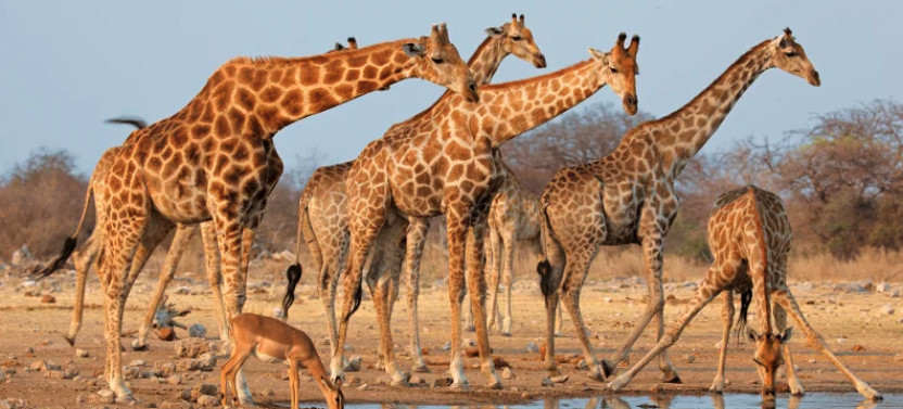 Cape Town Safari & Stellenbosch Wine Tour