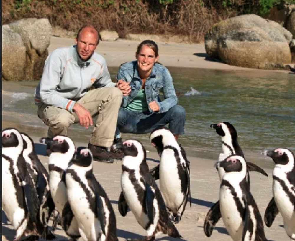 Half-Day Cape Town Coastal & Penguin Tour