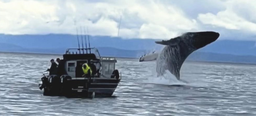Whale Watching Cruise