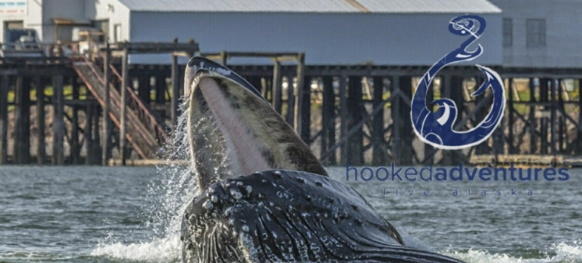 Whale Watching Cruise